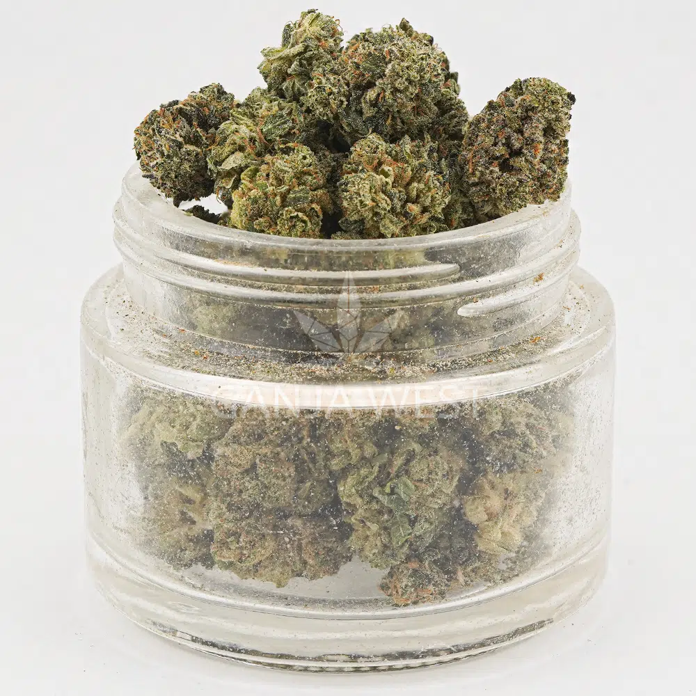 buy-weed-online-dispensary-ganja-west-critical-kush-aa-popcorn-jar Critical Kush AA Popcorn - Indica - Image 1