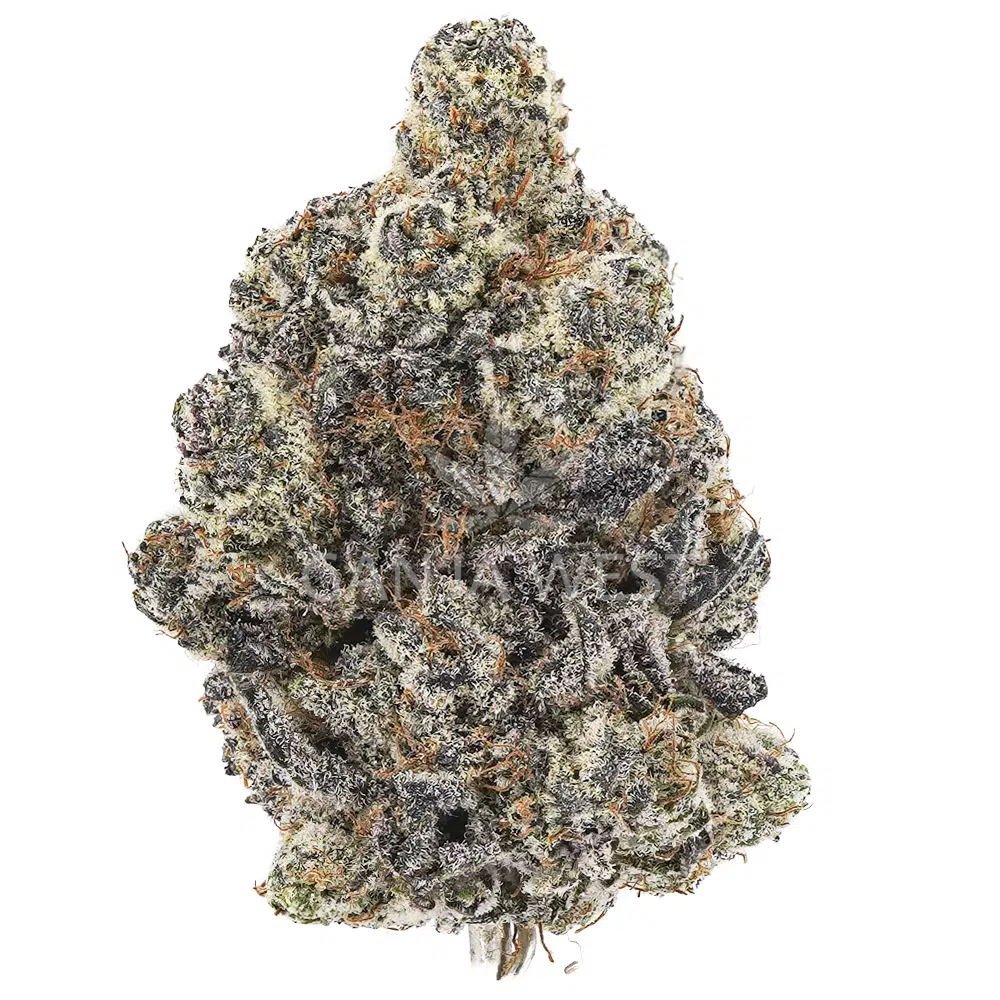 buy-weed-online-dispensary-ganja-west-purple-fanta-craft-nug Purple Fanta Craft - Hybrid - Image 1