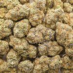 Shirley Temple AAA - Indica - Image 3