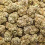 Shirley Temple AAA - Indica - Image 3