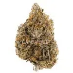 Firestorm AA - Hybrid