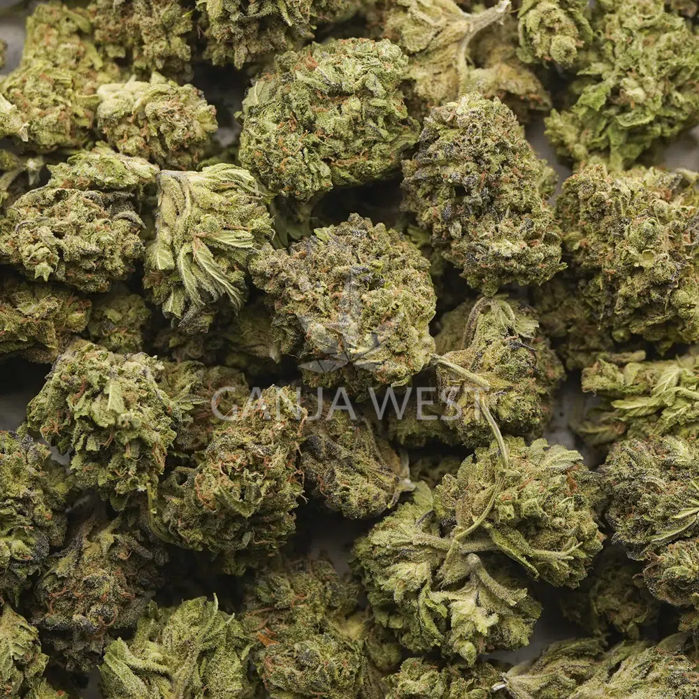 buy-weed-online-dispensary-ganja-west-flower-green-goo-a-wholesale Wholesale - Green Goo - A - Image 1