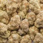 Pink Drink AA - Hybrid - Image 3