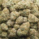 Wholesale - Grape Gelato - AA