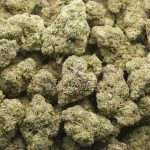 Wholesale - Gush Mintz - Craft