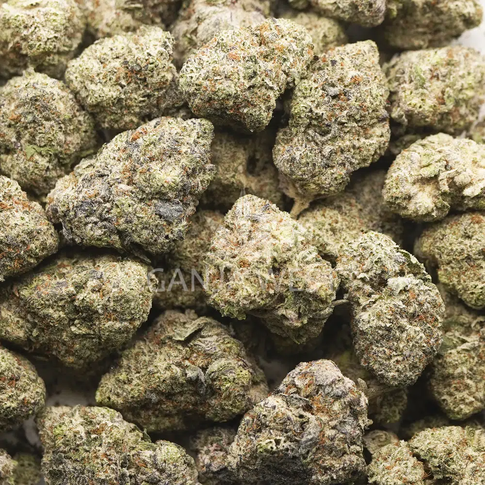 buy-weed-online-dispensary-ganja-west-han-solo-burger-craft-wholesale Wholesale - Han Solo Burger - Craft - Image 1