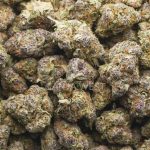 Purple Push Pop AAAA - Hybrid - Image 3