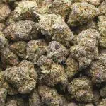 Purple Push Pop AAAA - Hybrid - Image 3