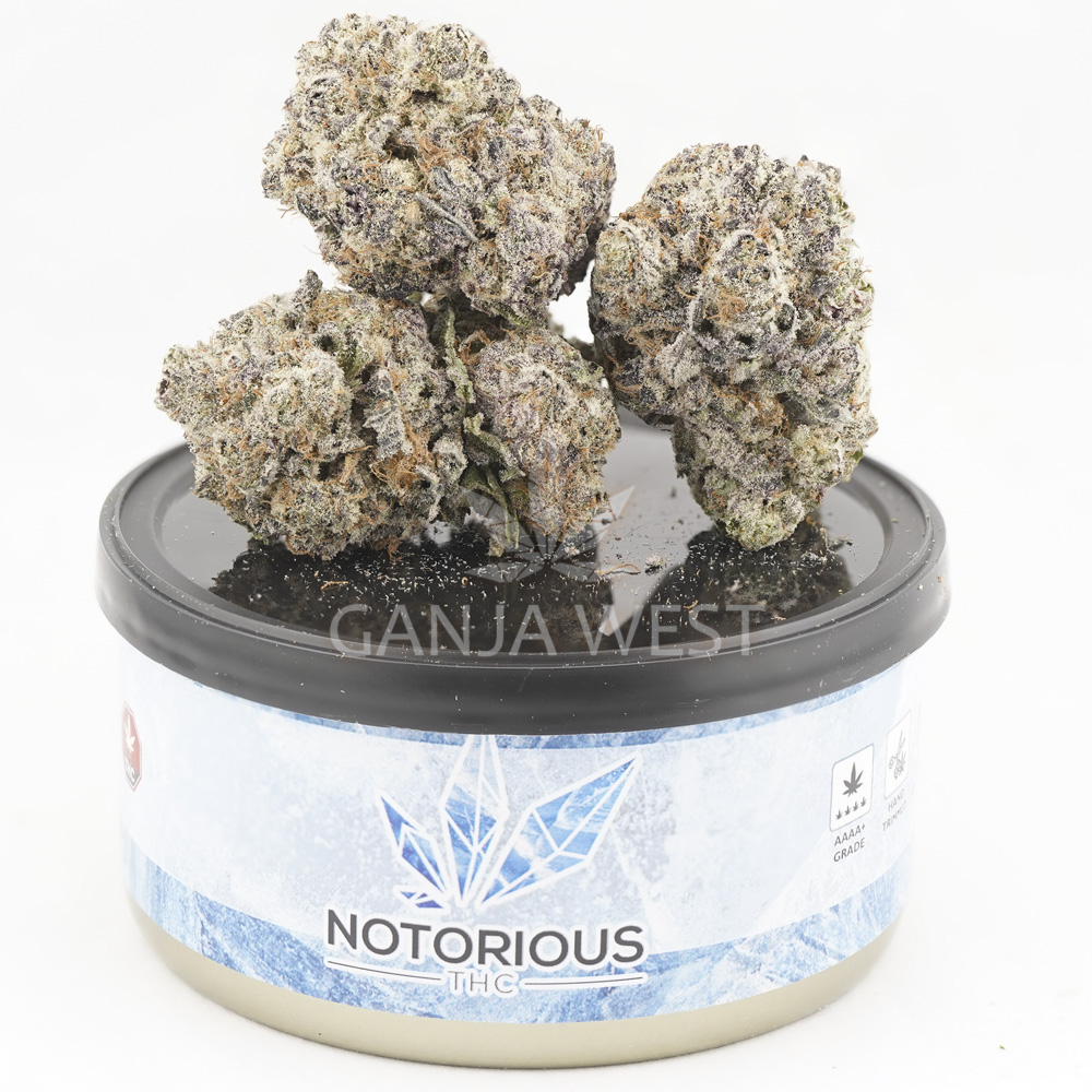Source photograph: Notorious THC Craft – Black Mamba