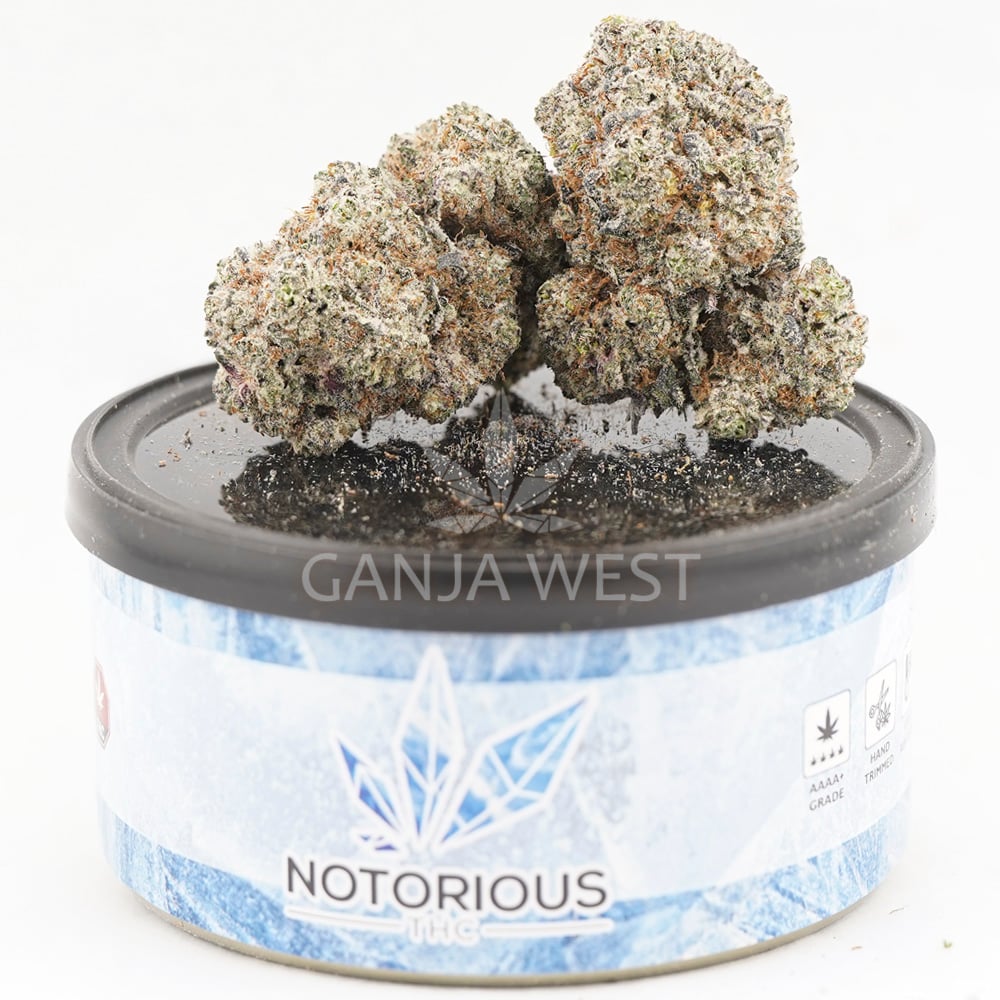 Notorious THC Craft - Rocket Juice (7 Grams) - Ganja West Online Dispensary