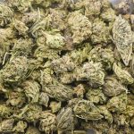 Wholesale - God's AK-47 - A