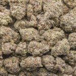 Gucci Pink AA - Indica - Image 3