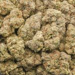 Albino Rhino AAA - Indica - Image 3