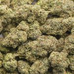 Wholesale - G13 Widow - AAAA